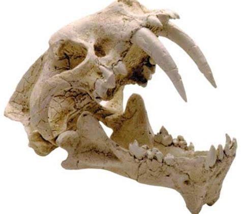 Sabertooth Cat - Hagerman Fossil Beds National Monument (U.S. National ...