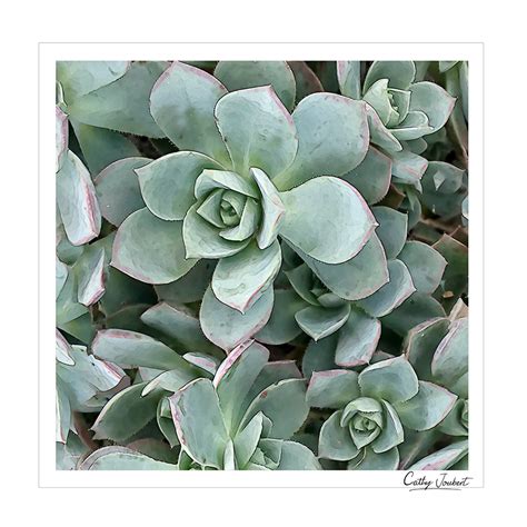 Succulents Dark Green – Cathy Joubert