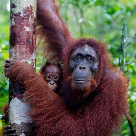 TANJUNG PUTING NATIONAL PARK (Central Kalimantan) - All You Need to Know BEFORE You Go