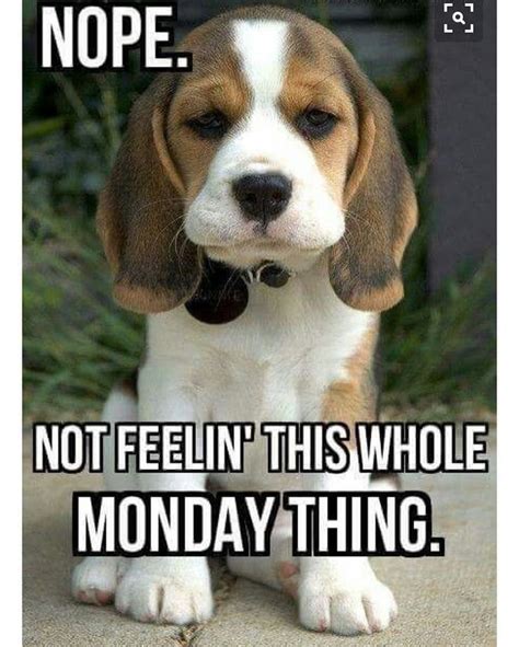 #mondayblues #mondayitis #mondaymood #mondaypets #monday #mondayanimals #nope #mondaymemes # ...