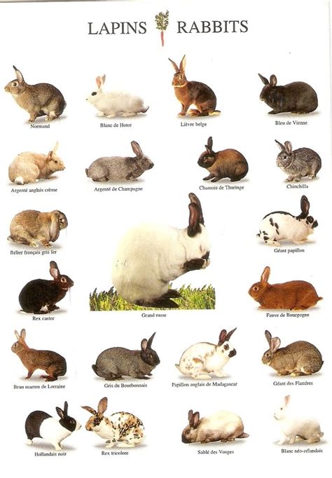 Breeding Rabbits on Pinterest | Rabbit Cages, Rabbit Breeds and Rabbit ...