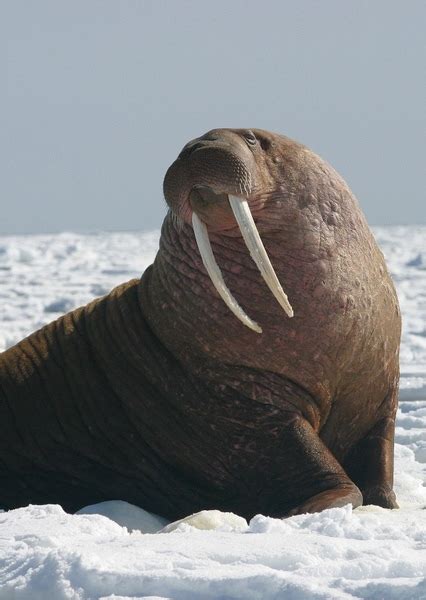 Walrus Sound Effects Fan Casting