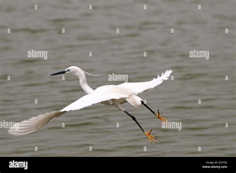 Little egret flying Stock Photo - Alamy