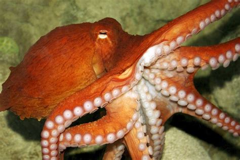 With their eight tentacles and bigger-than-average brains, octopuses are among the world's most ...