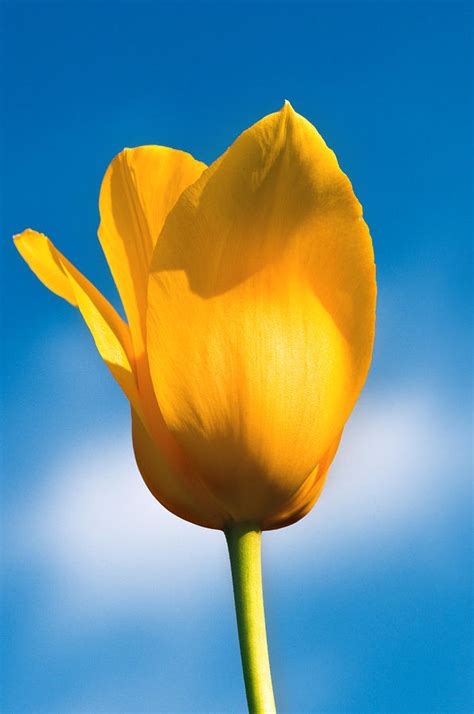 Yellow Tulip Blue Sky Photograph by Marcus Taylor - Pixels