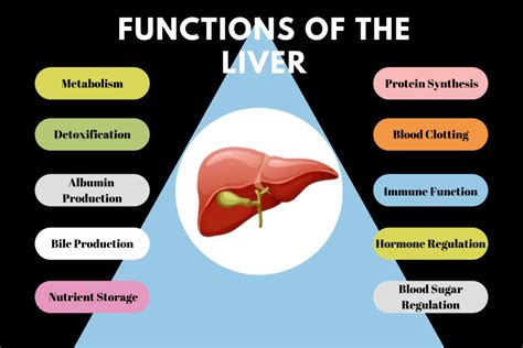 10 Functions of The Liver - QPIOR