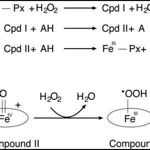 (A) The catalytic cycle of horseradish peroxidase. (B) The formation of... | Download Scientific ...