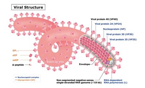 Ebola Virus | GeneTex