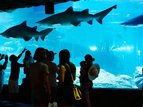 Busan Sea Life Aquarium in Busan, South Korea | Sygic Travel