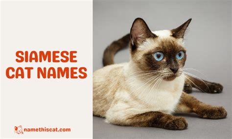 340 Siamese Cat Names (Male and Female Options) - Name This Cat - The Best Place for Everything ...