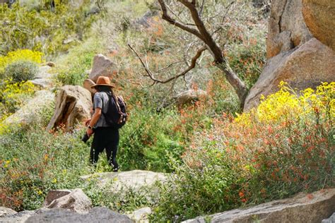 Wildflowers bloom on hiking trails in Southern California - Los Angeles ...