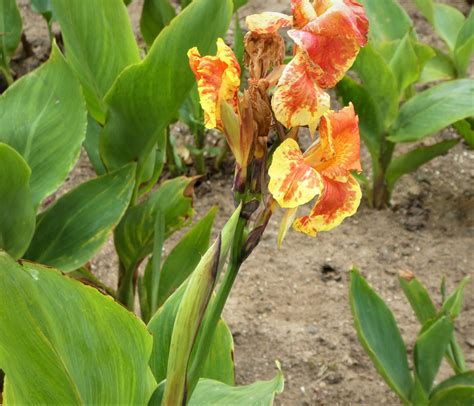 Selling One Lot of 6 Young Canna Lily Plants ($ or Trade) – Galora