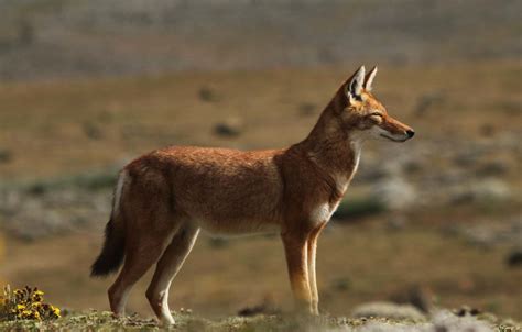 Sarath C R Blog: Ethiopian Wolf