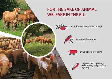 Animal welfare in the European Union – 40 years of history, hundreds of ...