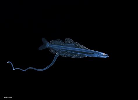 A fabulous species of Dragonfish, just over 2cm in length : r/DiscoverEarth