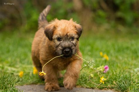 Pin by Lauri Oberlander on Irish soft coated Wheaten terrier | Wheaton terrier, Border terrier ...