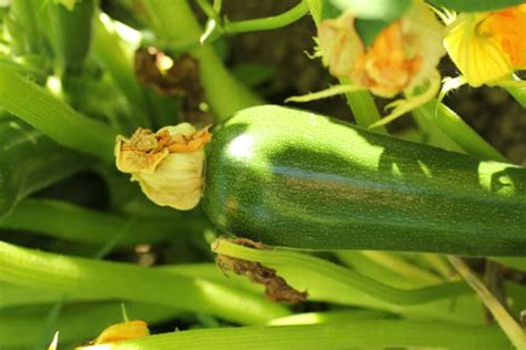 How and When to Harvest Zucchini (Plus Storage Tips) - Dengarden