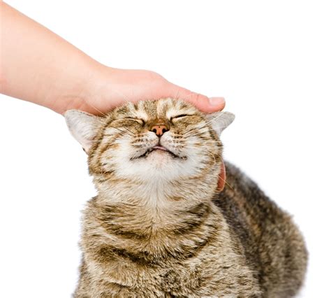 Anti-anxiety medication for cats (and their owners): Gabapentin: