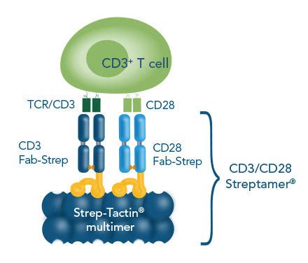 CD3/CD28 Streptamer® キット（マウス） | T細胞の活性化と増殖に | コスモ・バイオ株式会社