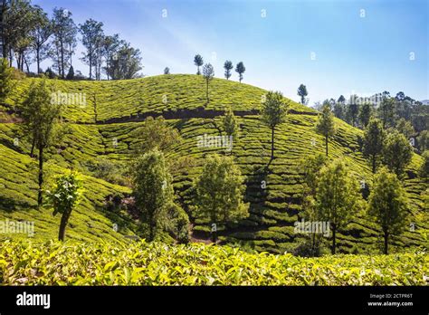 India, Kerala, Munnar, Tea estate Stock Photo - Alamy