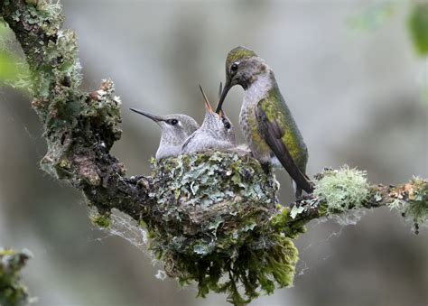 Anna Hummingbird-Nest-0127-5×7 @ Michael Despines Photography