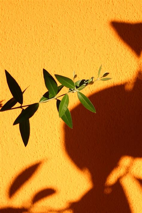 Olive branch | Till Westermayer | Flickr