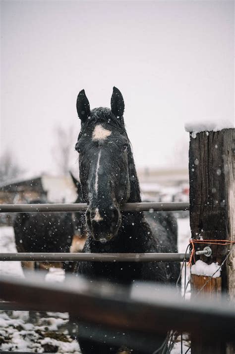 A Black Horse in the Snow · Free Stock Photo