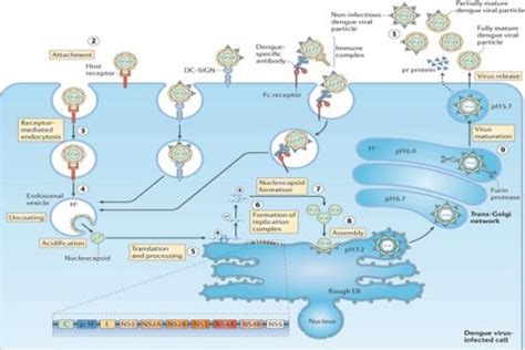 Replication of Dengue Virus - Microbiology Notes