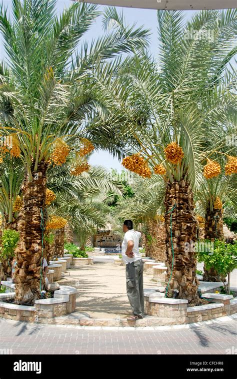 Date Palm trees in Jericho, West Bank, Israel Stock Photo - Alamy