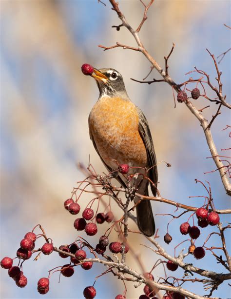 American Robin - FeederWatch