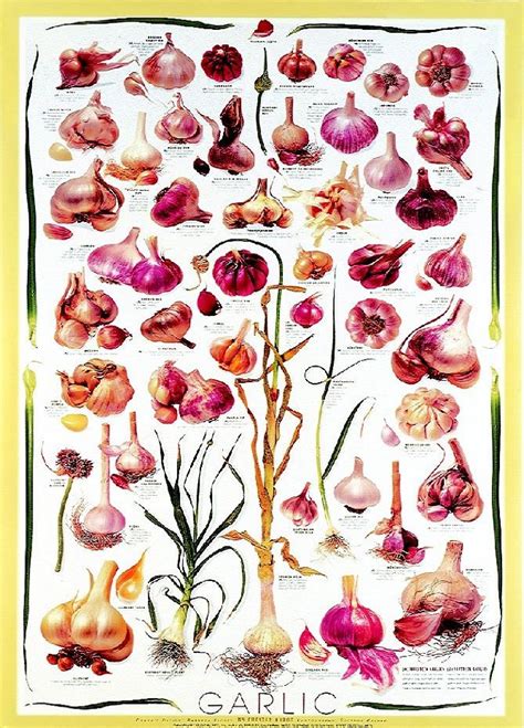 garlic | Botanical drawings, Garlic, Vegetable garden diy