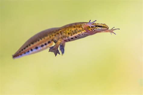 UK Newts Identification - Wise Owl Blog by Love Garden Birds