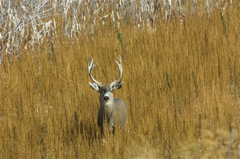 Mule Deer in Yellowstone National Park Dies of Rare ‘Zombie’ Wasting ...