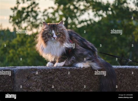 Long hair cat care hi-res stock photography and images - Alamy