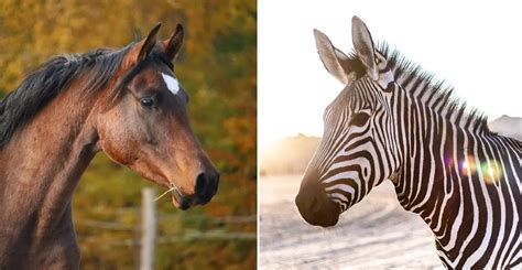 Differences Between a Zebra and Horse: Can You Ride a Zebra?