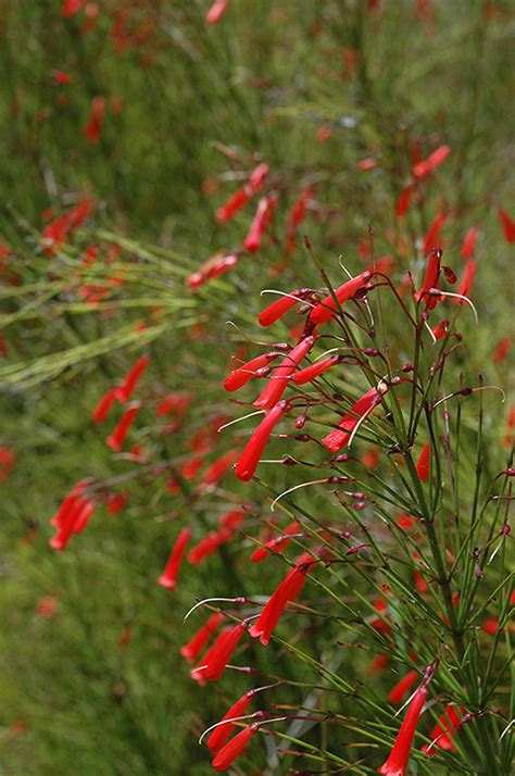 Firecracker Plant (Russelia equisetiformis) in Greensboro High Point Winston-Salem Summerfield ...