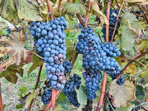 Shot of Beautiful Dark Grapes Stock Image - Image of climbing, blue ...