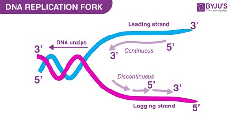 Dna Replication Diagram Labeled