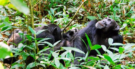 Kibale Forest National Park - National Parks | Uganda Parks