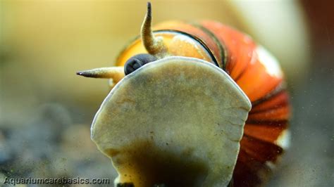 Japanese Trapdoor Snails: Care, Size, Diet & Reproduction - Video