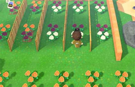 ACNH | Blue Roses - How to Get & Breed | Animal Crossing - GameWith in 2021 | Blue roses, Animal ...