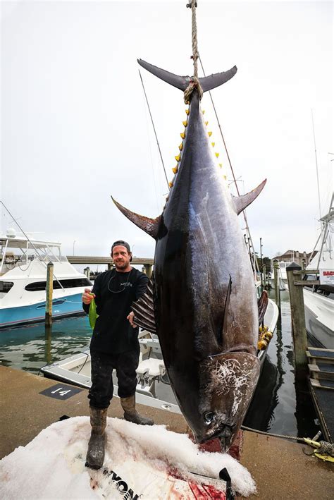 Gigantic 700-pound bluefin tuna caught for potential new state record | Westernbass.com