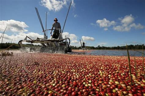 Cranberry Harvest