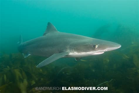 Soupfin shark Pictures - Images of tope sharks aka Galeorhinus galeus