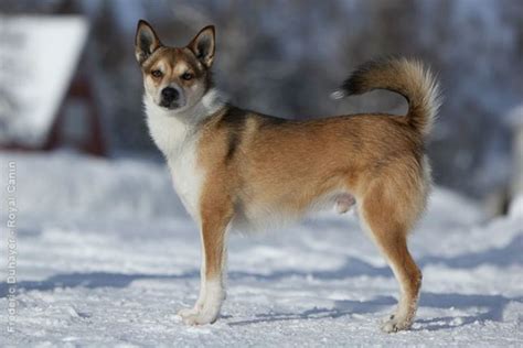 Norwegian Lundehund - Alchetron, The Free Social Encyclopedia