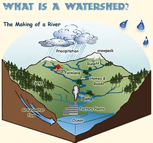 12+ Diagram Of Watershed - FrenkGeorgeo