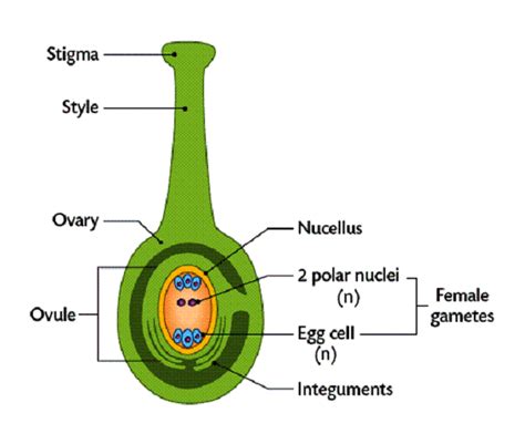 Function of Ovary in Flower - MakaylakruwHolmes