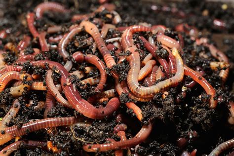 Buy Red Wiggler Worms for Vermicomposting ~ Big Red Worms