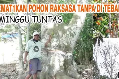 Cara Mematikan Pohon Sukun Besar 30 Meter di Kebun tanpa Menebang, Lakukan 3 Langkah Ini - Timenews