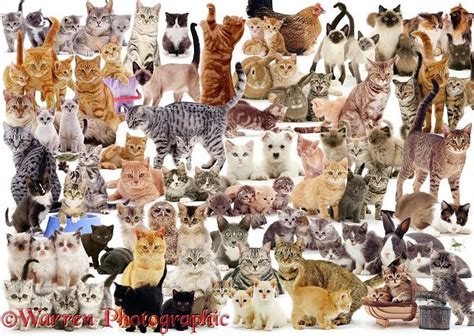 Cat Montage | Cat collage, Fancy cats, Cat background